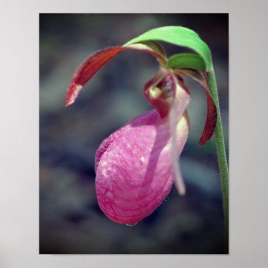 Roze Lady Slipper Orchid Raindrop Poster (Voorkant)