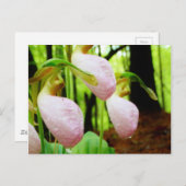 Roze Lady Slipper wild Orchid Briefkaart (Voorkant / Achterkant)