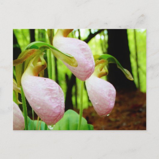 Roze Lady Slipper wild Orchid Briefkaart (Voorkant)