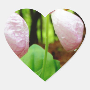 Roze Lady Slipper wild Orchid Hart Sticker