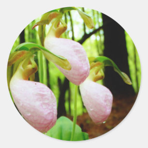 Roze Lady Slipper wild Orchid Ronde Sticker