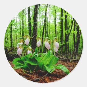 Roze Lady Slipper wild Orchid Ronde Sticker