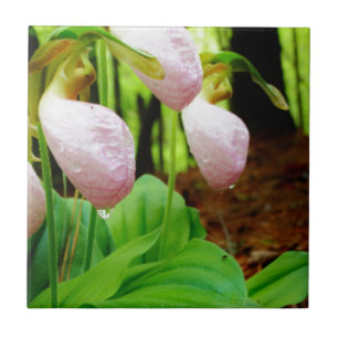 Roze Lady Slipper wild Orchid Tegeltje