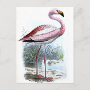 Roze lamp briefkaart