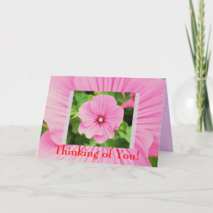 Roze Lavatera Flower Design Kaart
