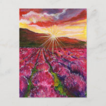 Roze Lavendel Veld Frankrijk Provence