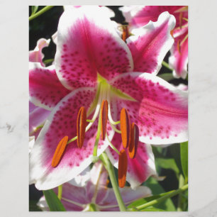 Roze lelie roze bloemenroze bloem tropische bloem