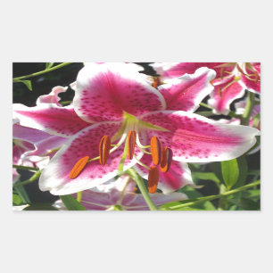 Roze lelie roze bloemenroze bloem tropische bloem rechthoekige sticker