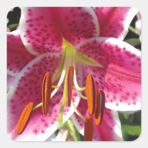 Roze lelie roze bloemenroze bloem tropische bloem vierkante sticker