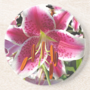 Roze lelie roze bloemenroze bloem tropische bloem zandsteen onderzetter
