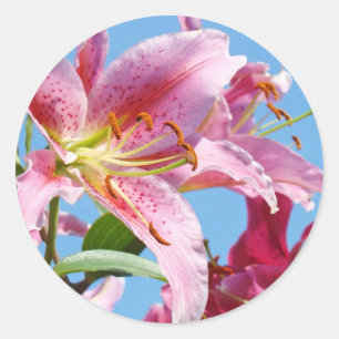Roze leliebloemenstickers Aangepaste vormen lelies Ronde Sticker