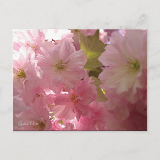 Roze lente bloesems briefkaart