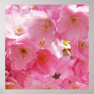 Roze lente bloesems poster