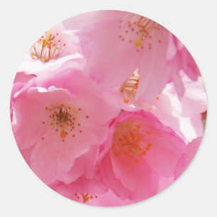 Roze lente bloesems ronde sticker