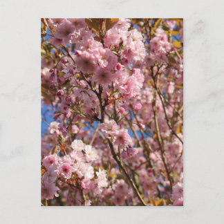 Roze lente kersenbloesem briefkaart