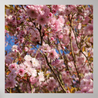 Roze lente kersenbloesem poster