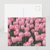 Roze lente tulpenbloemen briefkaart (Voorkant / Achterkant)
