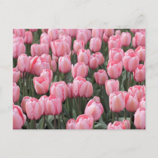 Roze lente tulpenbloemen briefkaart (Voorkant)