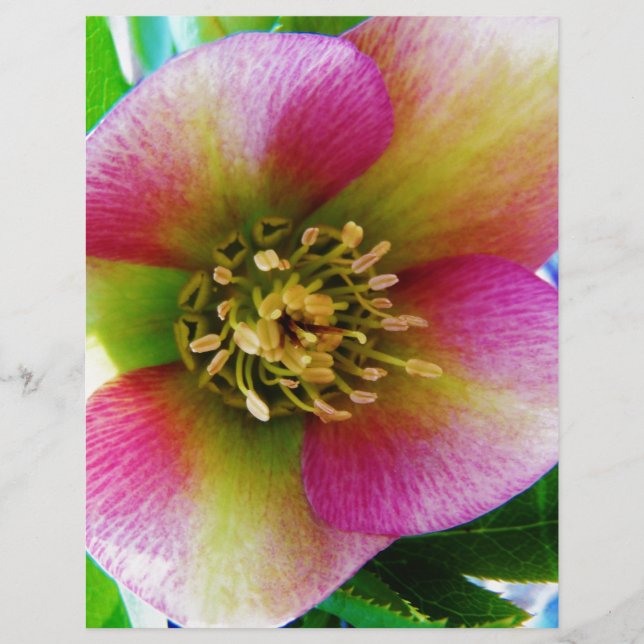 Roze Lenten-Roos, (Voorkant)