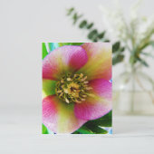 Roze Lenten-Roos, Briefkaart (Staand voorkant)