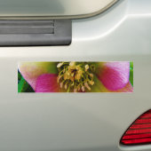 Roze Lenten-Roos, Bumpersticker (Op auto)