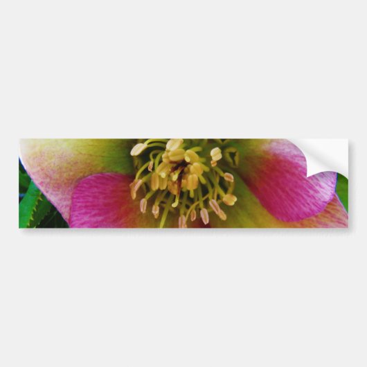 Roze Lenten-Roos, Bumpersticker (Voorkant)