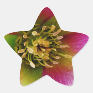 Roze Lenten-Roos, Ster Sticker