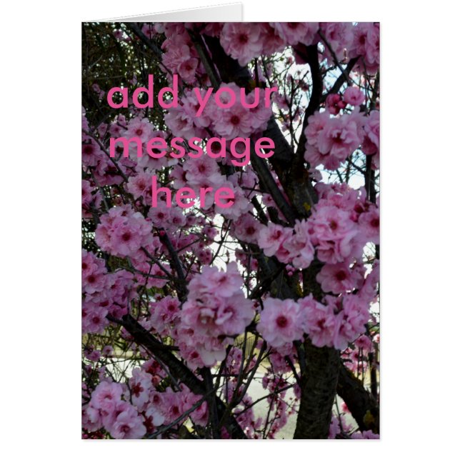 Roze lentesbloesem, (Voorkant)