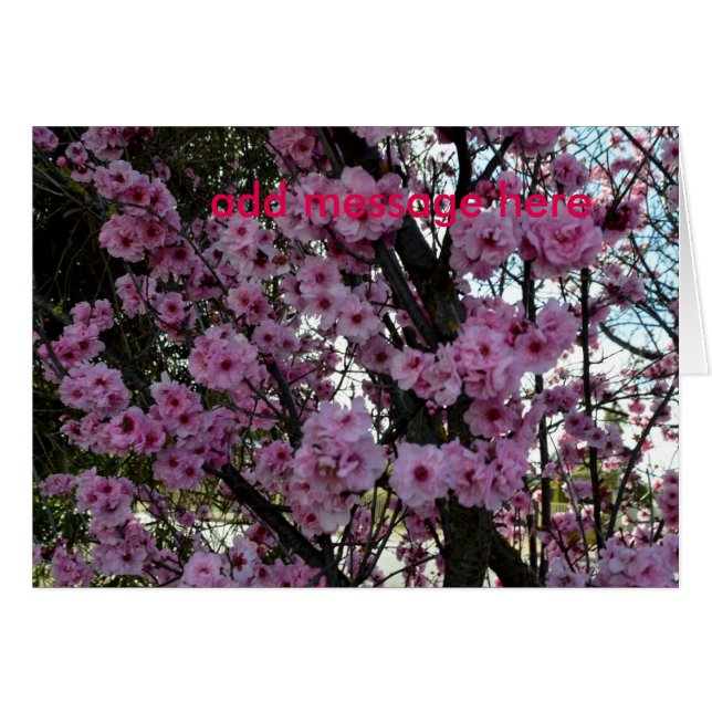 Roze lentesbloesem, (Voorkant Horizontaal)