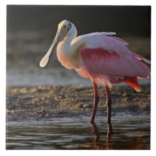 Roze Lepelaar, Ajaia ajaja, Ding Darling Tegeltje