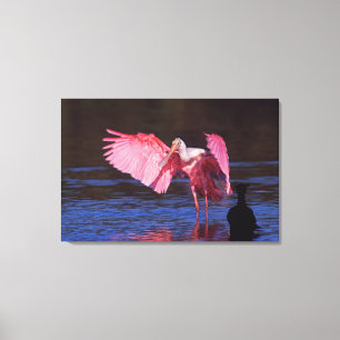 Roze Lepelaar (Ajaia ajaja) met Aalscholver Canvas Afdruk
