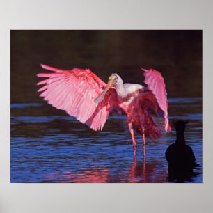 Roze Lepelaar (Ajaia ajaja) met Aalscholver Poster