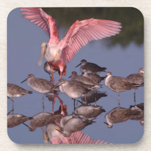 Roze Lepelaar met Willet in ondiep water Drankjes Onderzetter