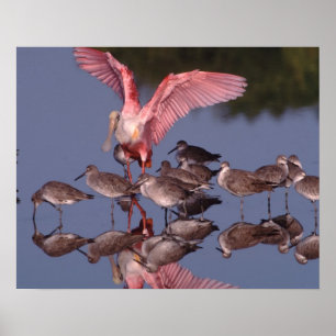 Roze Lepelaar met Willet in ondiep water Poster