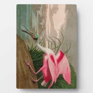Roze Lepelaar Vogels van Amerika Audubon Print Fotoplaat