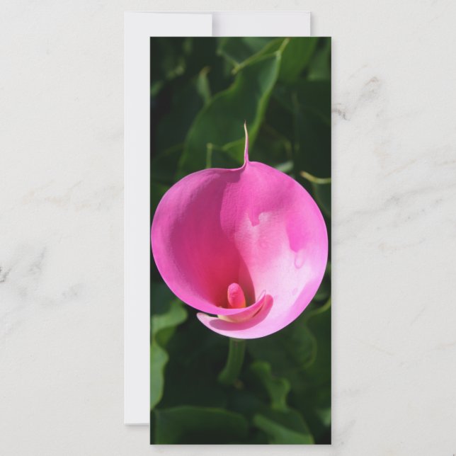 Roze lib (Voorkant)