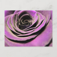 Roze Lila Roos