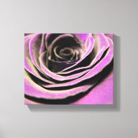 Roze Lila Roos