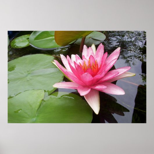 Roze Lilly in Pond Poster (Voorkant)