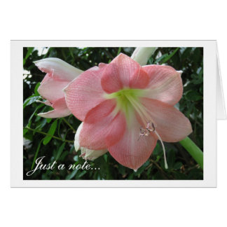 Roze Lily
