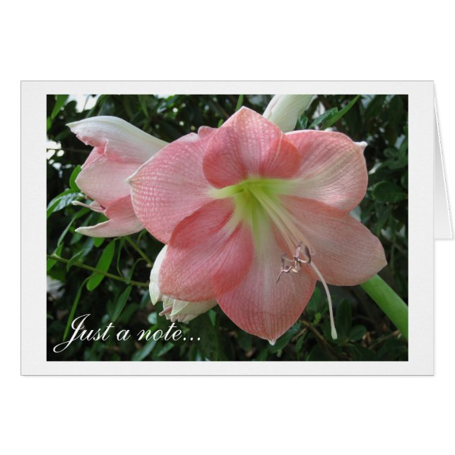  Roze Lily (Voorkant Horizontaal)