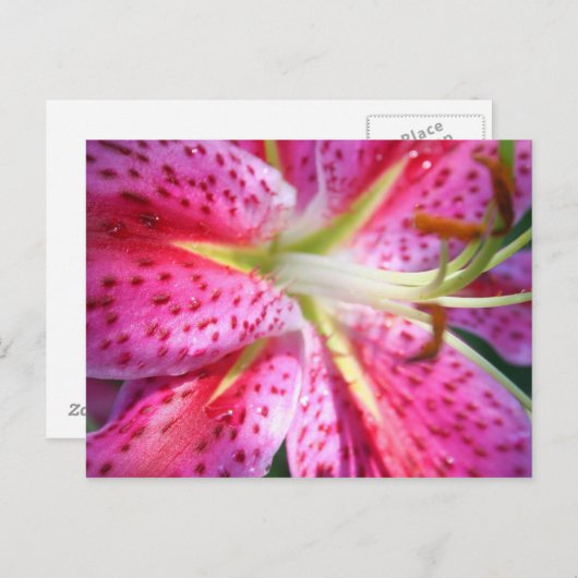 Roze Lily Briefkaart (Voorkant / Achterkant)