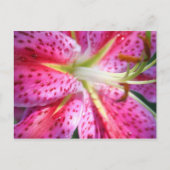 Roze Lily Briefkaart (Voorkant)