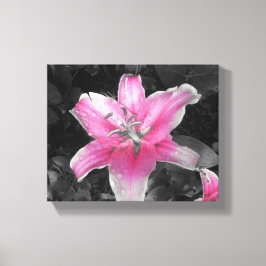 Roze Lily Canvas Afdruk