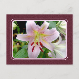 Roze Lily Flower Briefkaart