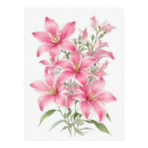Roze Lily Flowers