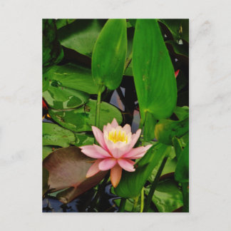 Roze lily lotus waterlib briefkaart