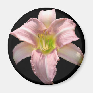 Roze Lily Magnet Magneet