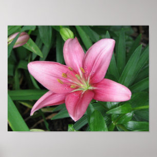 Roze Lily Poster