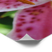 Roze Lily Poster (Hoek)